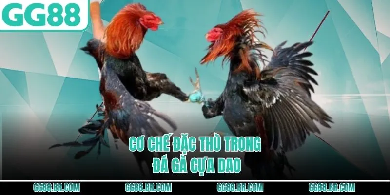 Nhịp trận nhanh trong đá gà cựa dao