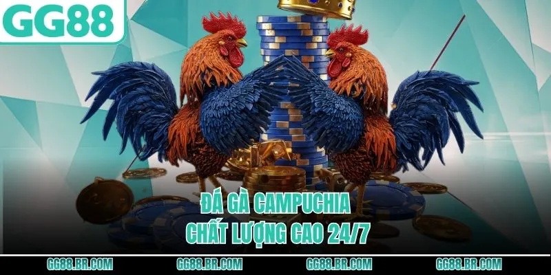 Đá gà Campuchia chất lượng cao 24/7