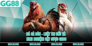 Đá Gà Đòn - Luật Thi Đấu Và Kinh Nghiệm Đặt Cược GG88