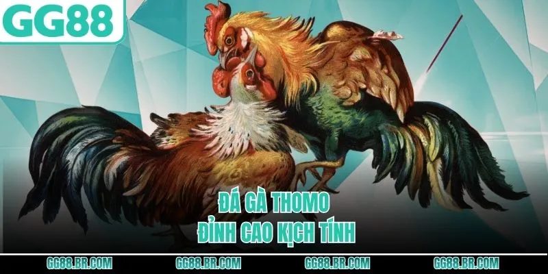 Đá gà Thomo đỉnh cao kịch tính 