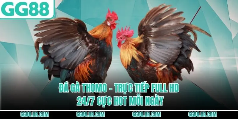 Đá Gà Thomo - Trực Tiếp Full HD 24/7 Cực Hot Mỗi Ngày