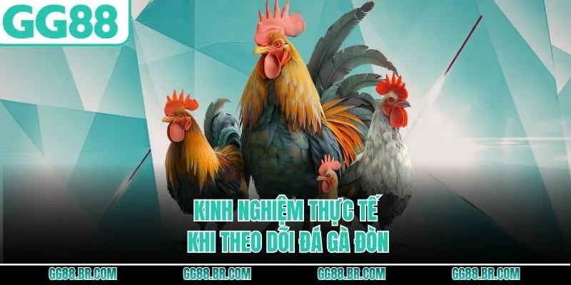 Kinh nghiệm thực tế khi theo dõi đá gà đòn