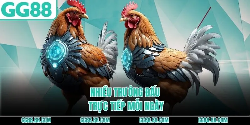 Nhiều trường đấu trực tiếp mỗi ngày